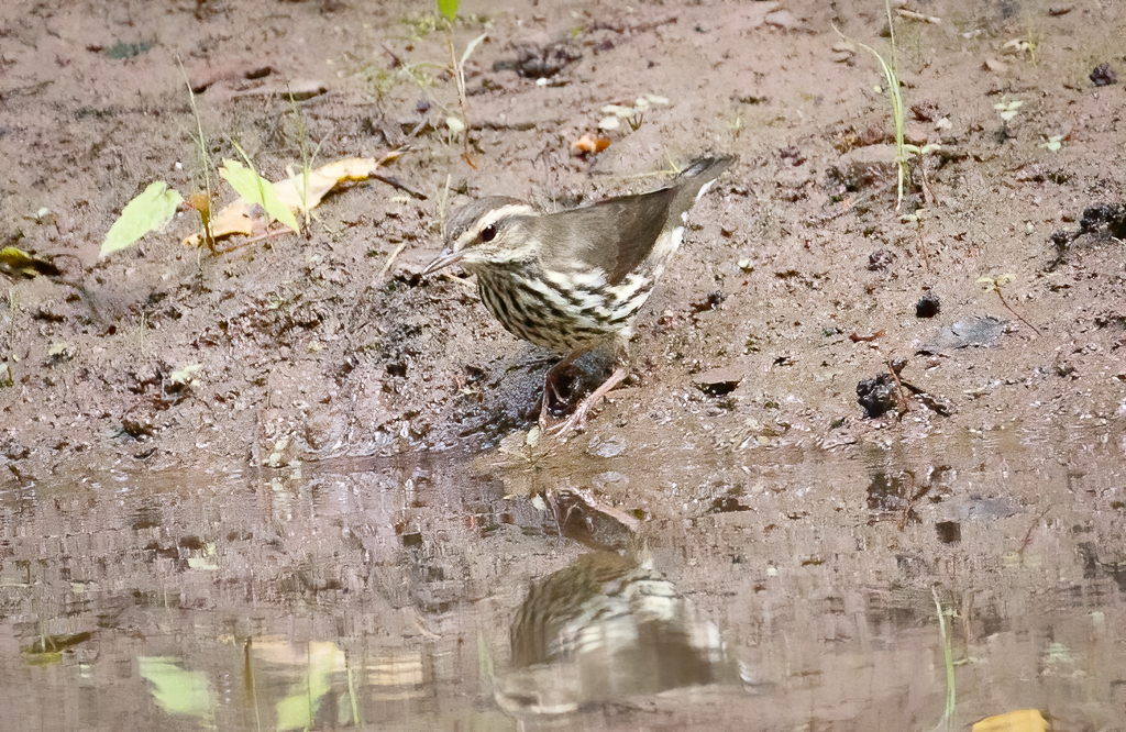  213 Northern Waterthrush 