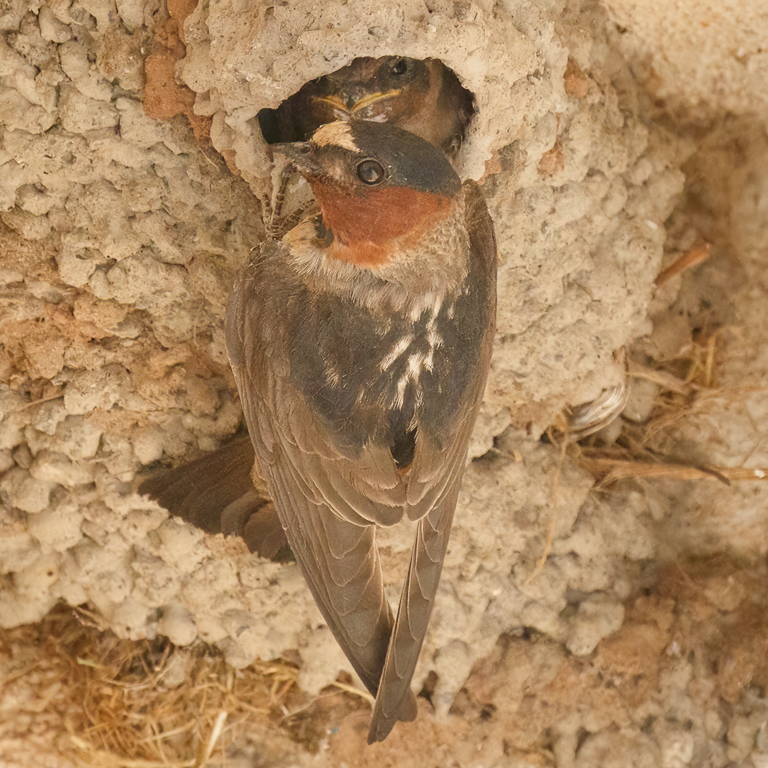  214 Cliff Swallow 