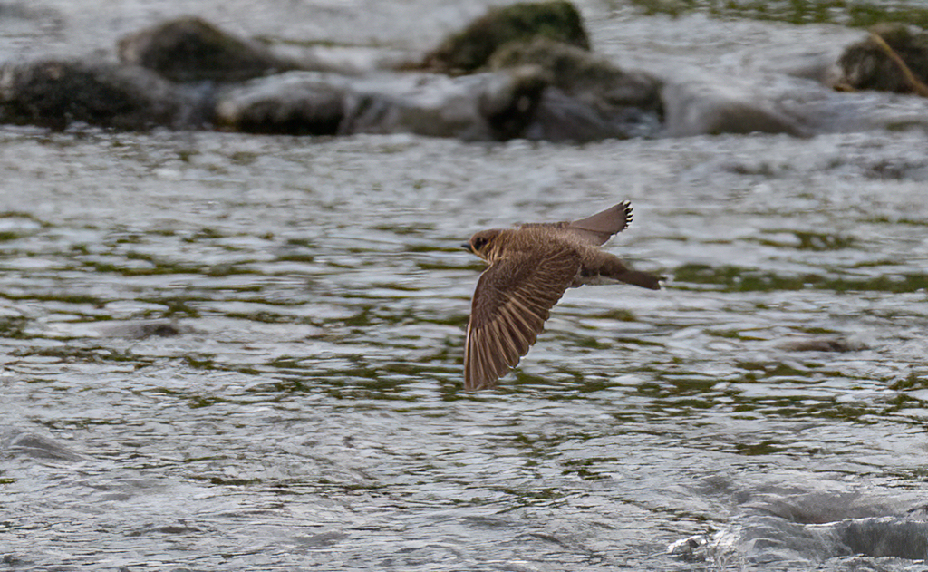  216 Northern Rough-winged Swallow 