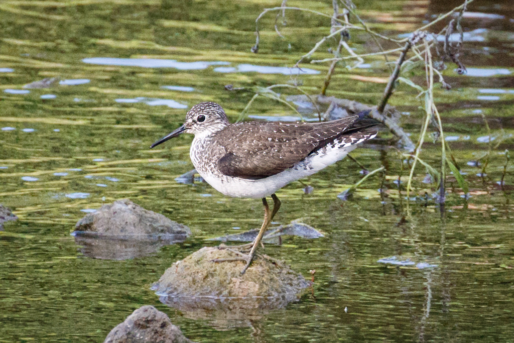  217 Solitary Sandpiper 