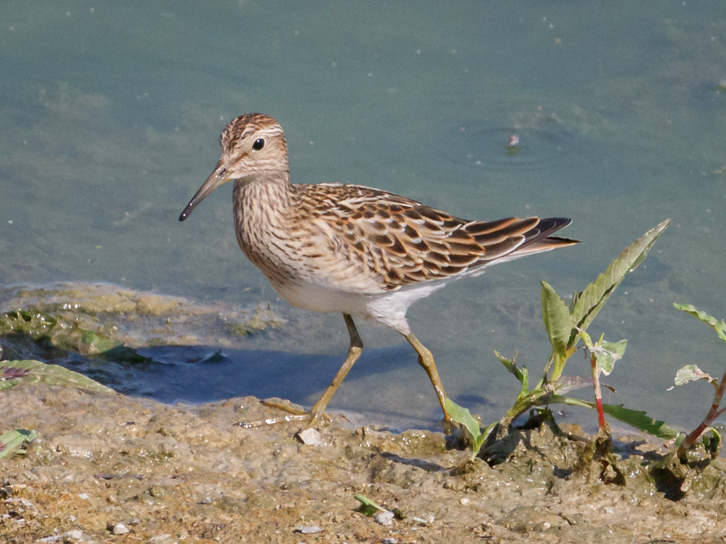  218 Pectoral Sandpiper 