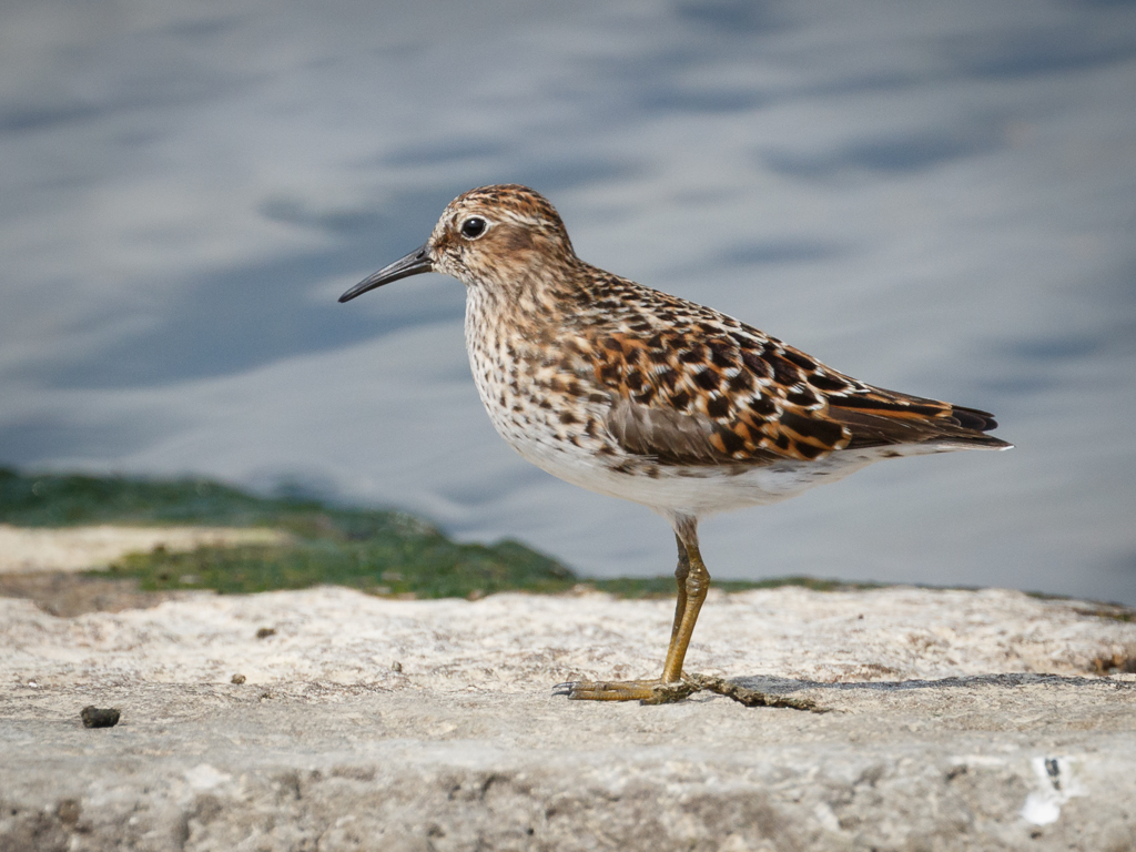  219 Least Sandpiper 