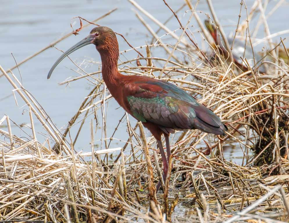  223 White-faced Ibis 