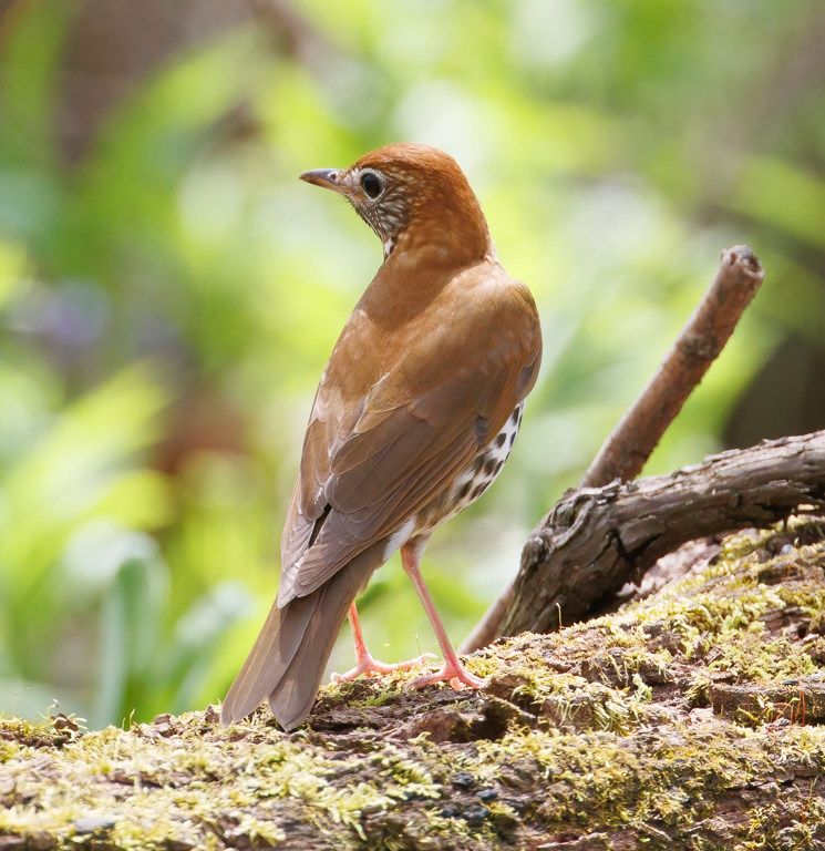  224 Wood Thrush 