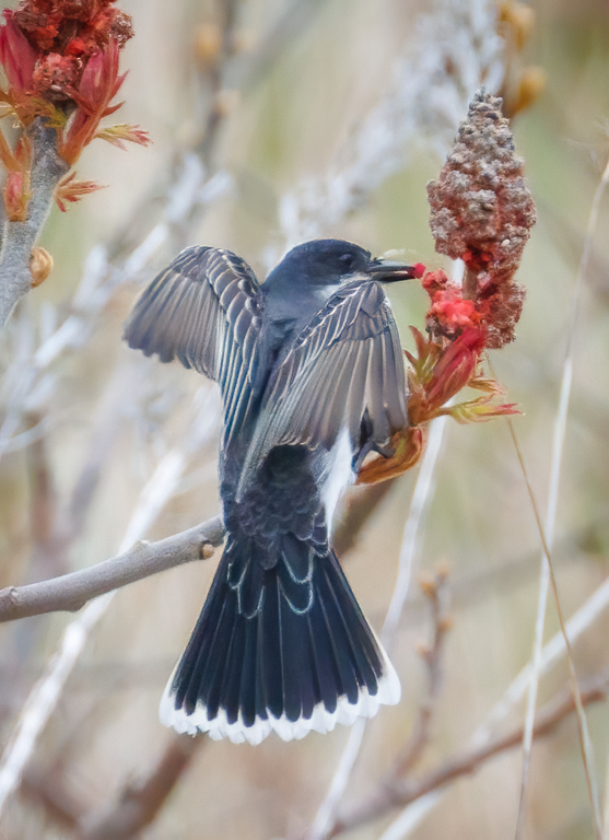  225 Eastern Kingbird 