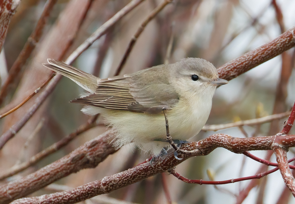  227 Warbling Vireo 