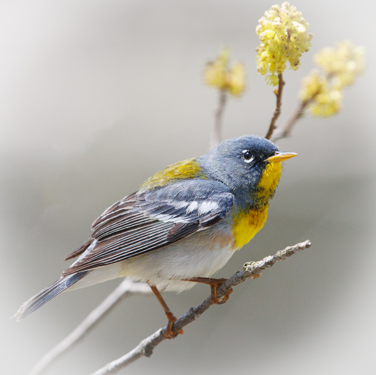  228 Northern Parula 