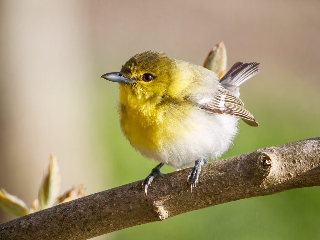  229 Yellow-throated Vireo 