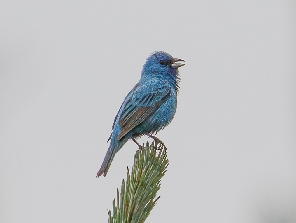  230 Indigo Bunting 