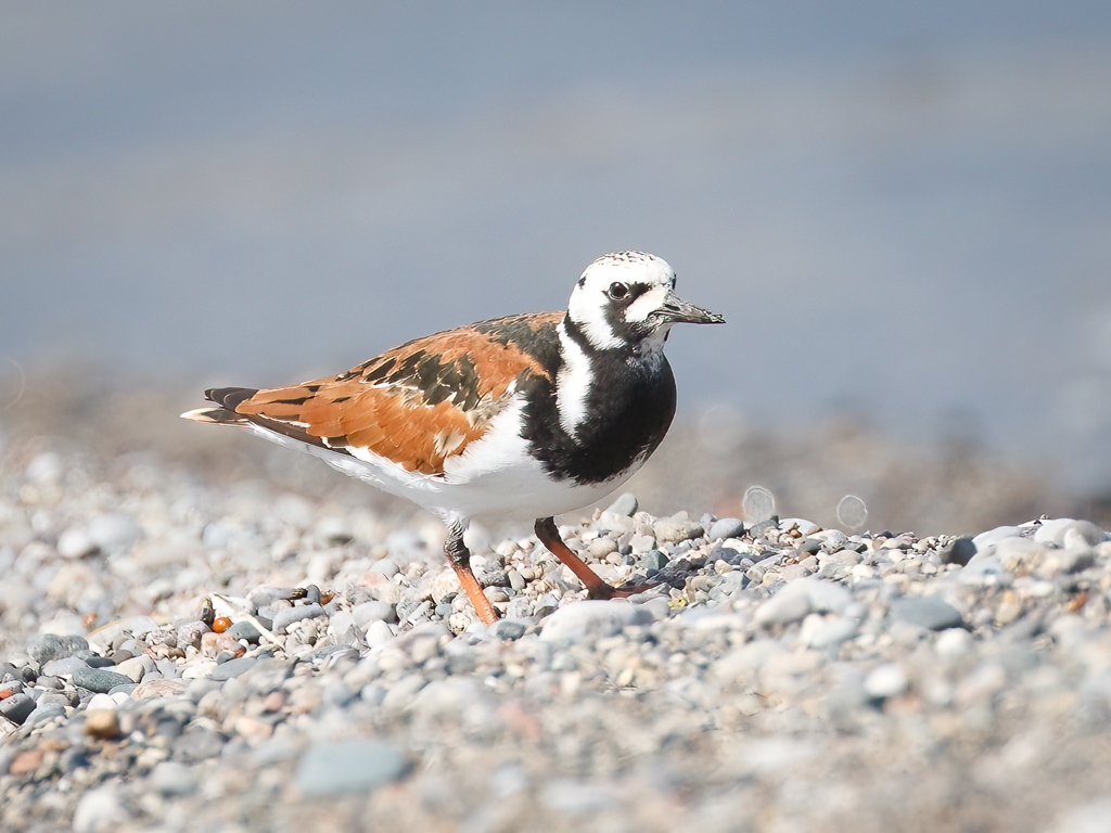  232 Ruddy Turnstone 