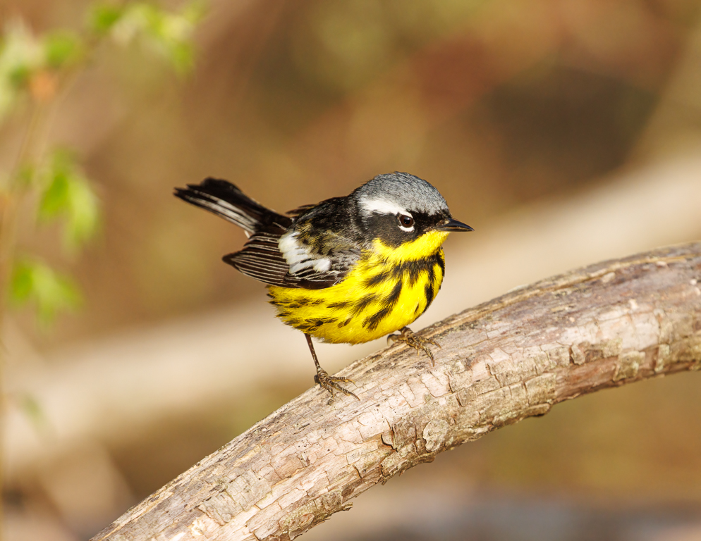  233 Magnolia Warbler 