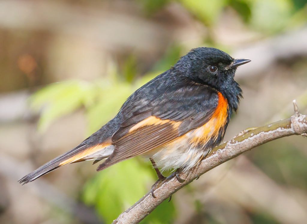  234 American Redstart 