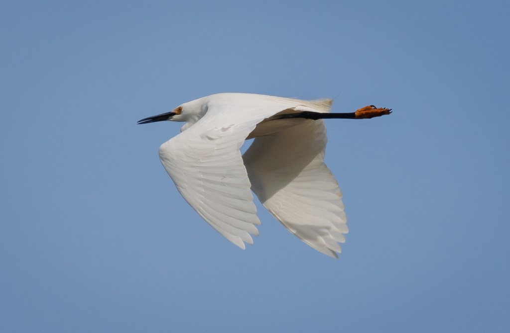  236 Snowy Egret 