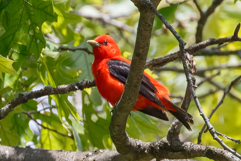  238 Scarlet Tanager 