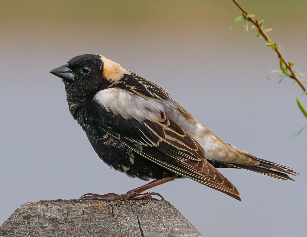  239 Bobolink 