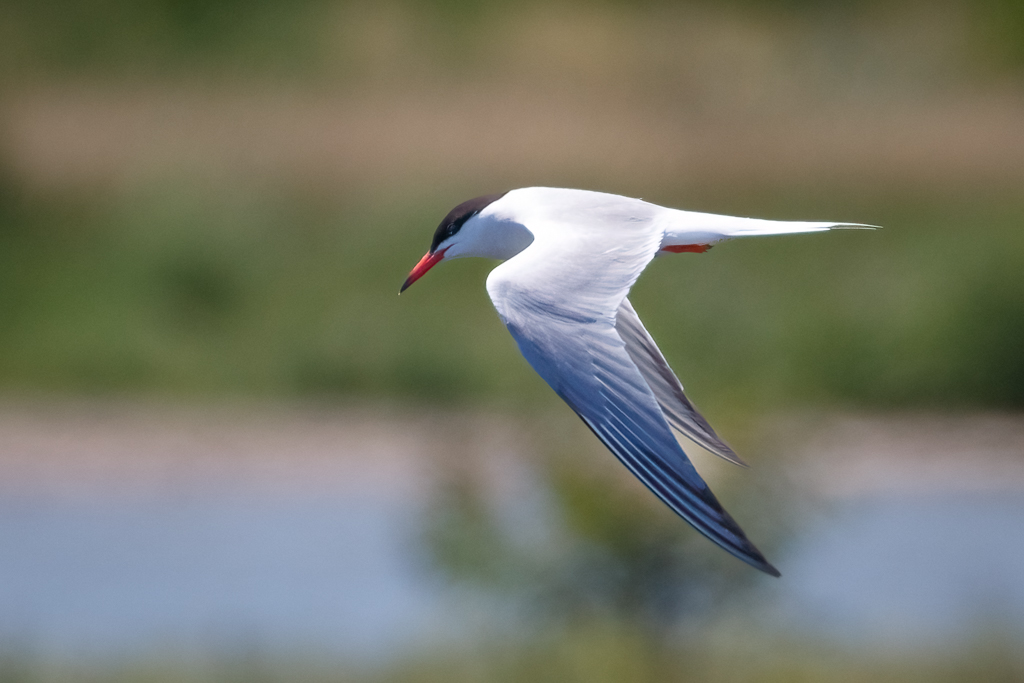  240 Common Tern 