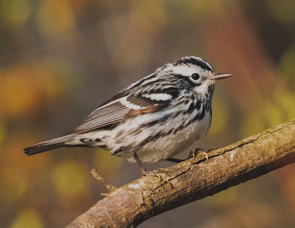  242 Black-and-White Warbler 