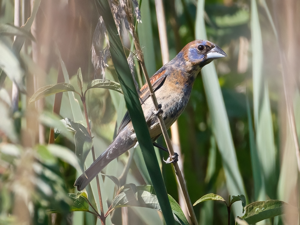  244 Blue Grosbeak 