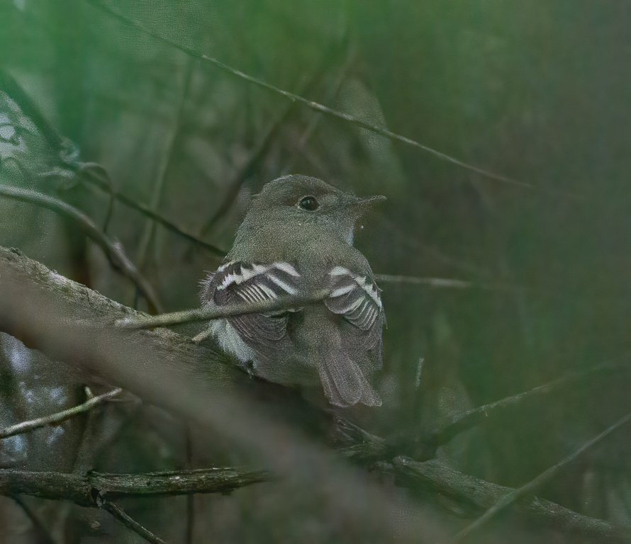  245 Acadian Flycatcher 
