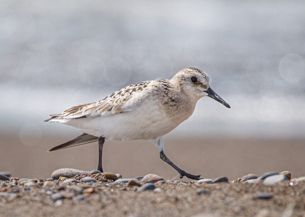  246 Sanderling 