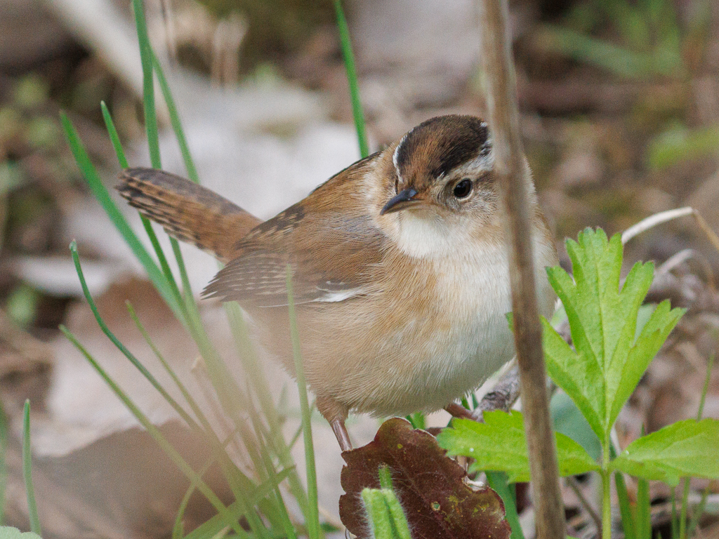  247 Marsh Wren 