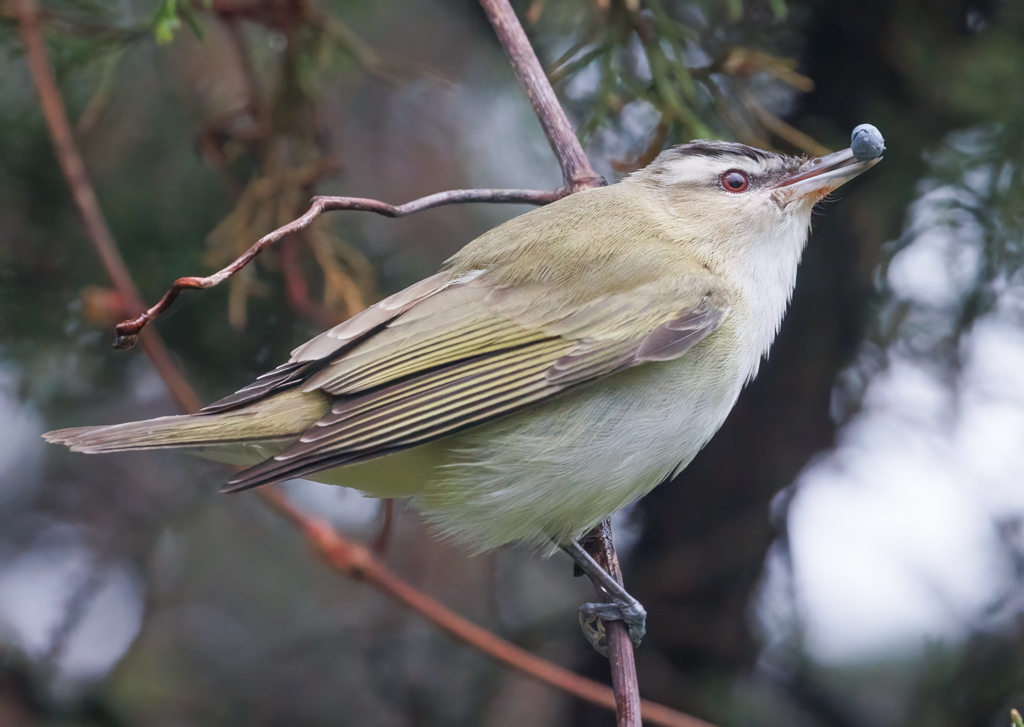  248 Red-eyed Vireo 