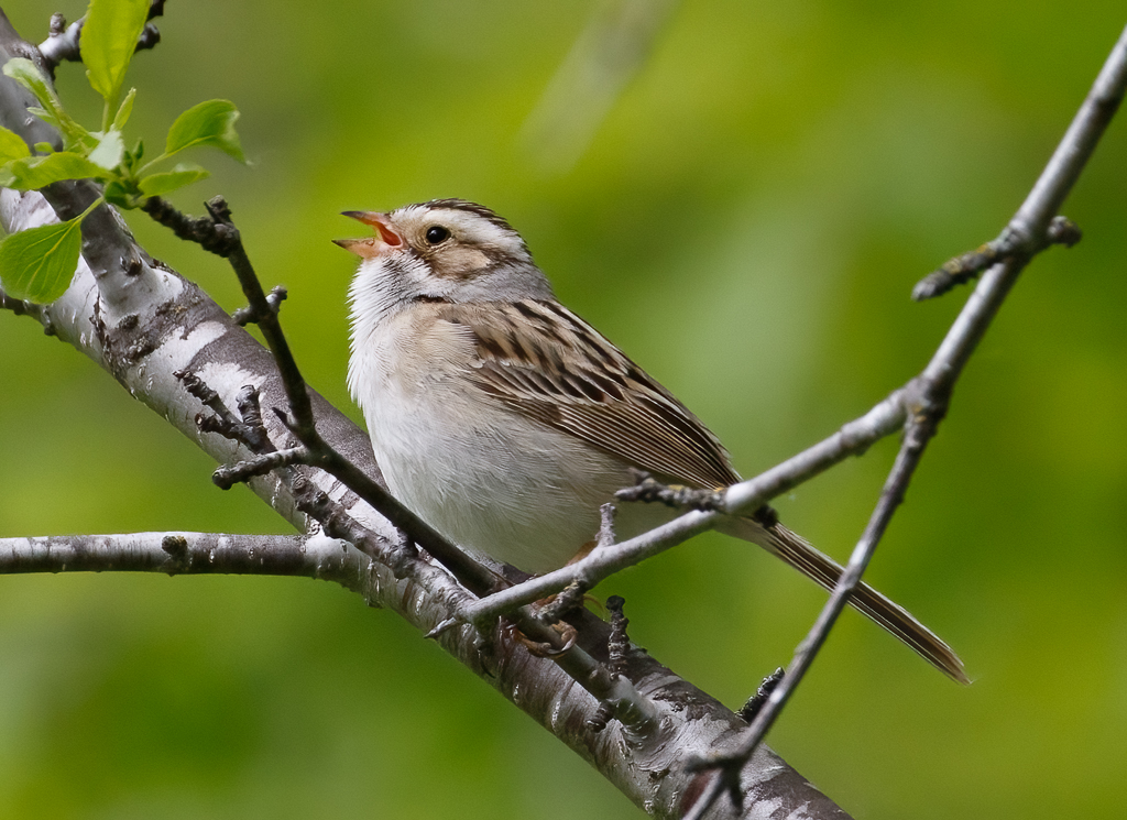  249 Clay-colored Sparrow 