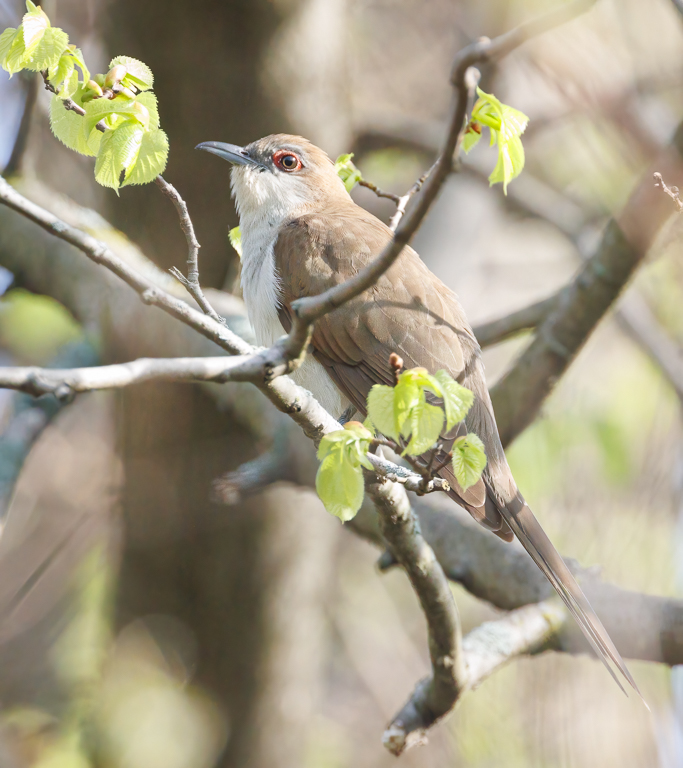  250 Black-billed Cuckoo 