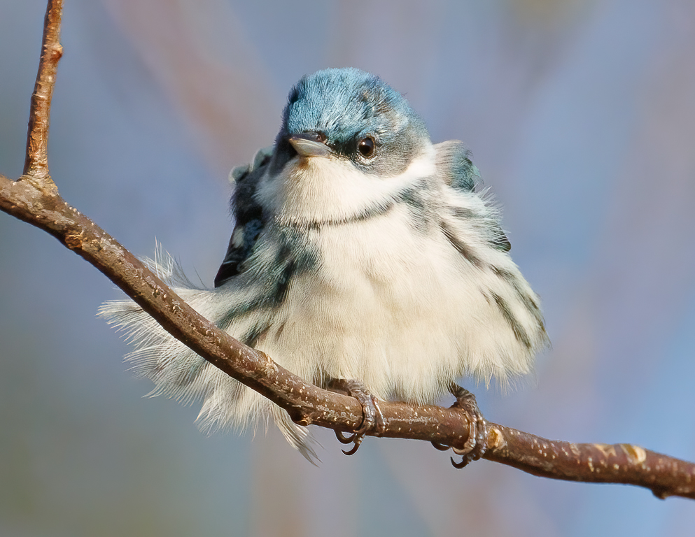  251 Cerulean Warbler 