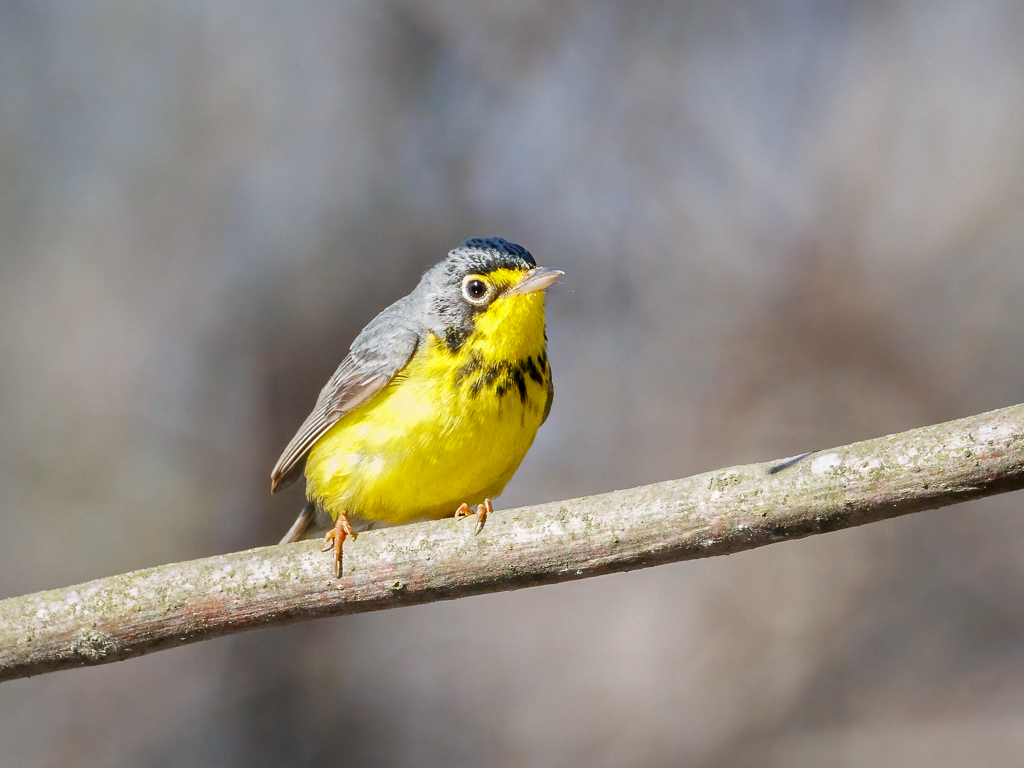  252 Canada Warbler 