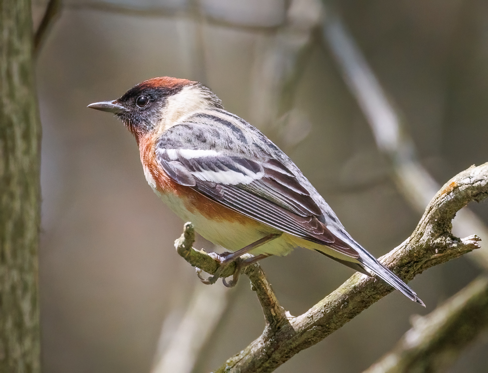  253 Bay-breasted Warbler 