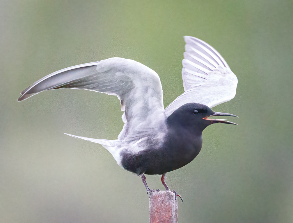  254 Black Tern 