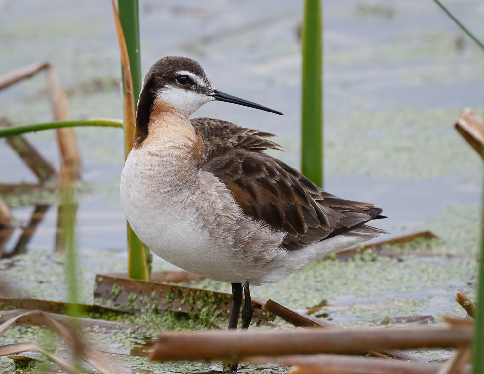  255 Wilson's Phalarope 