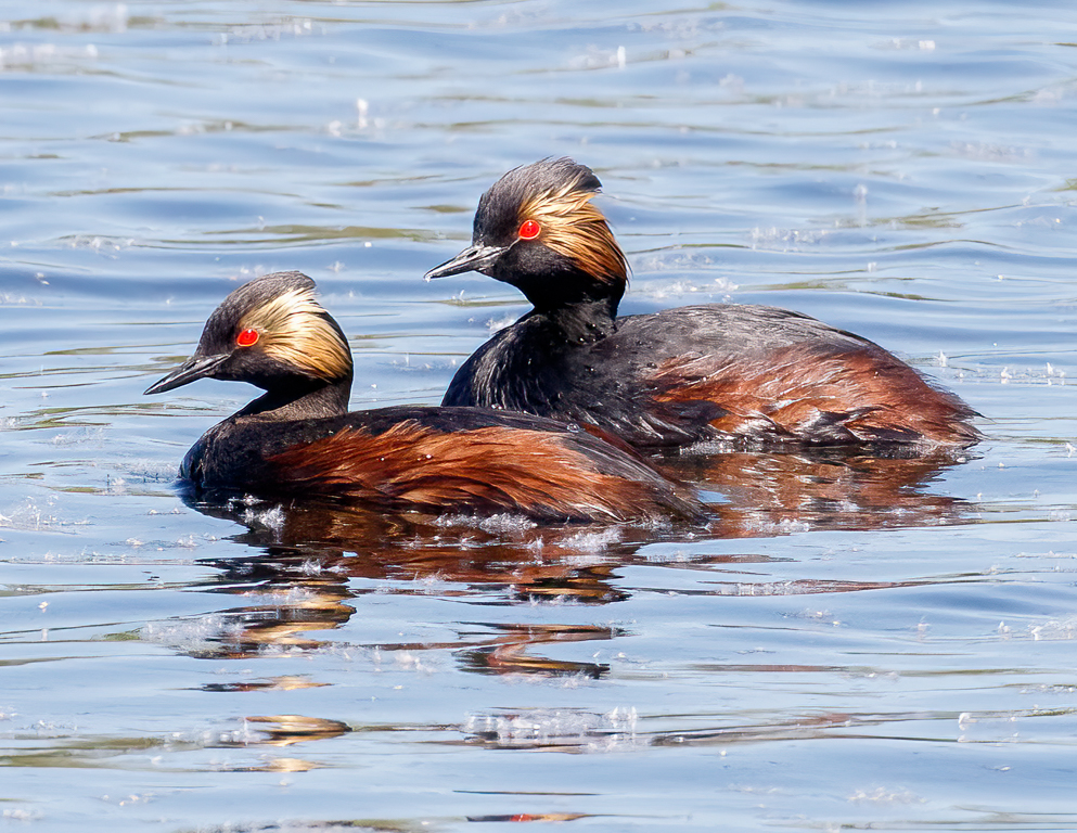  256 Eared Grebe 