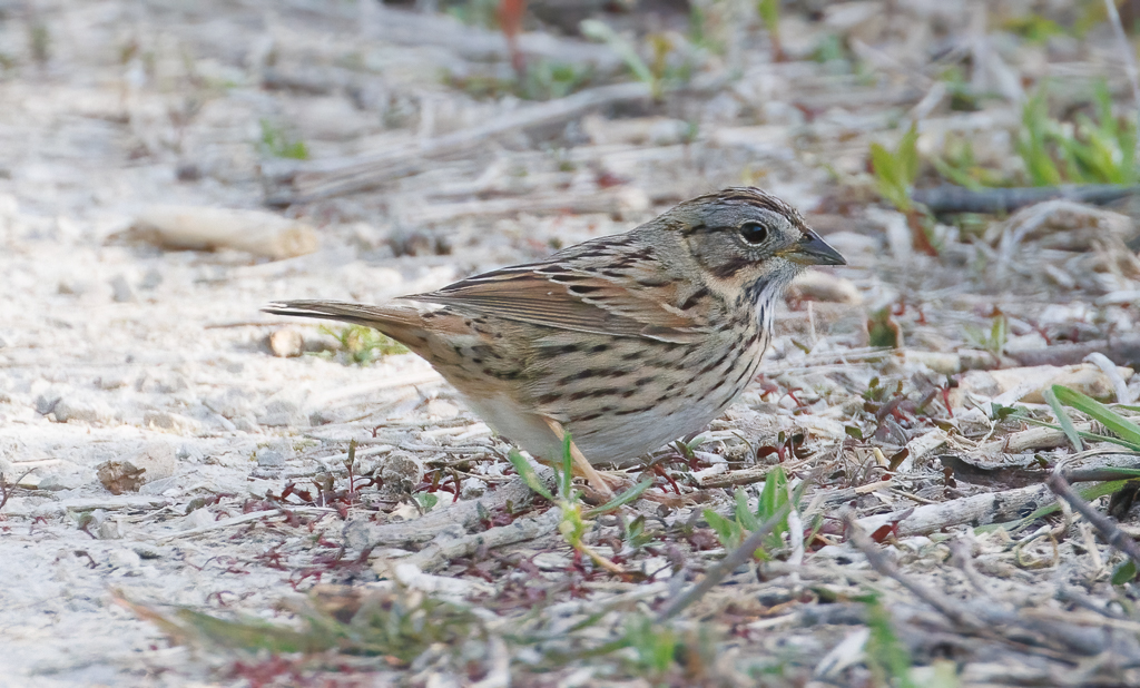  257 Lincoln's Sparrow 