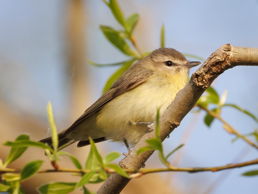  258 Philadelphia Vireo 