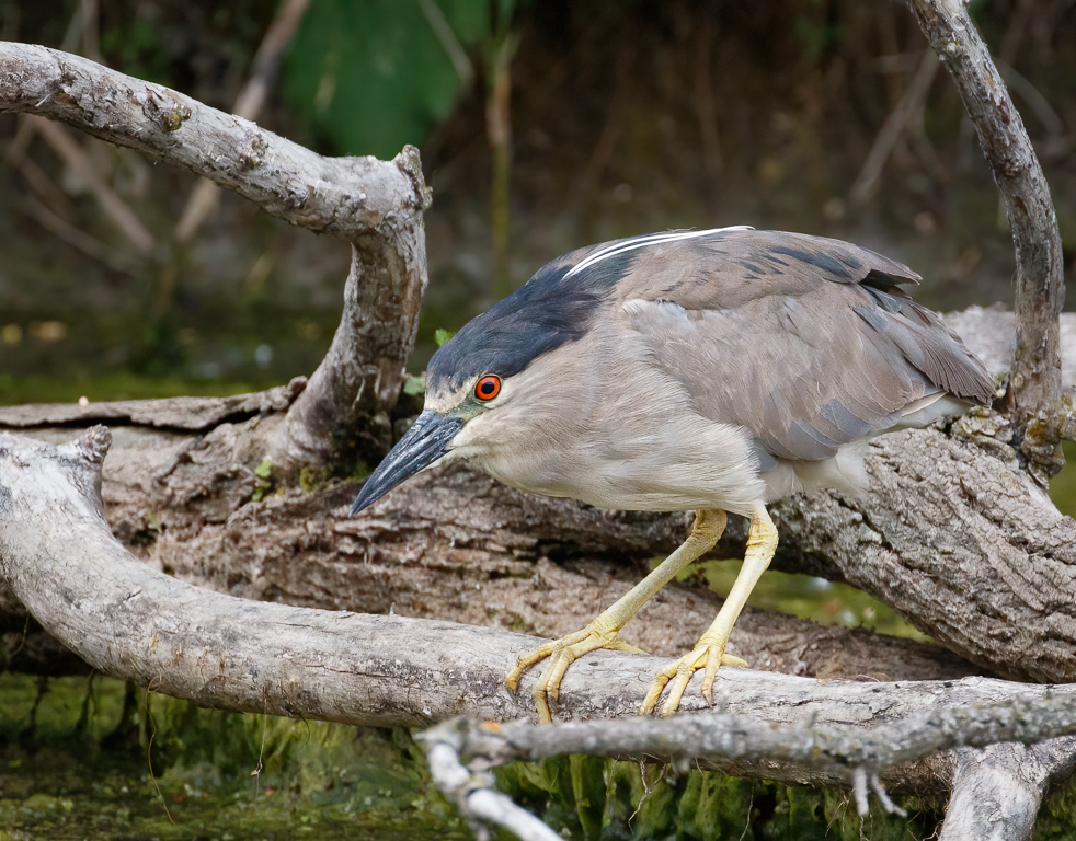  259 Black-crowned Night Heron 