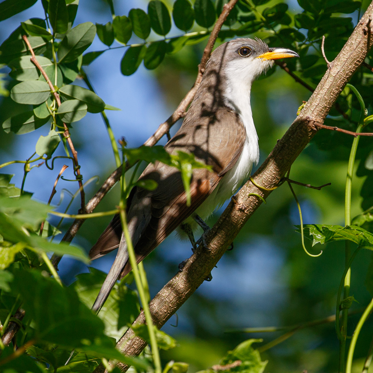  262 Yellow-billed Cuckoo 