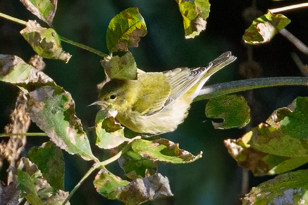  264 Tennessee Warbler 