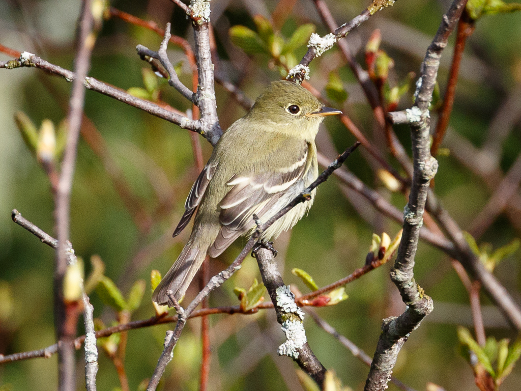  265 Yellow-bellied Flycatcher 