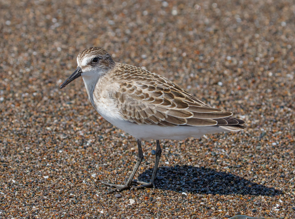  267 Semipalmated Sandpiper 
