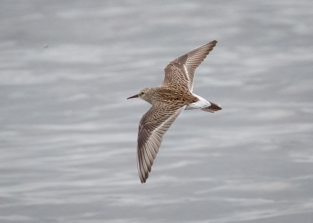  268 White-rumped Sandpiper 