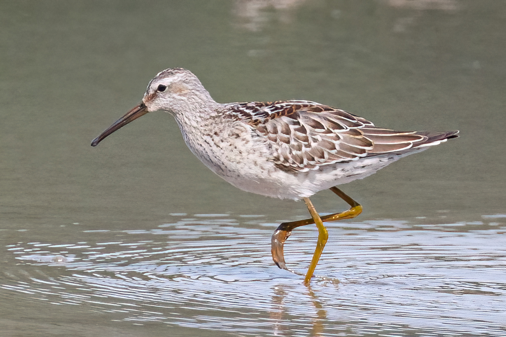 269 Stilt Sandpiper 