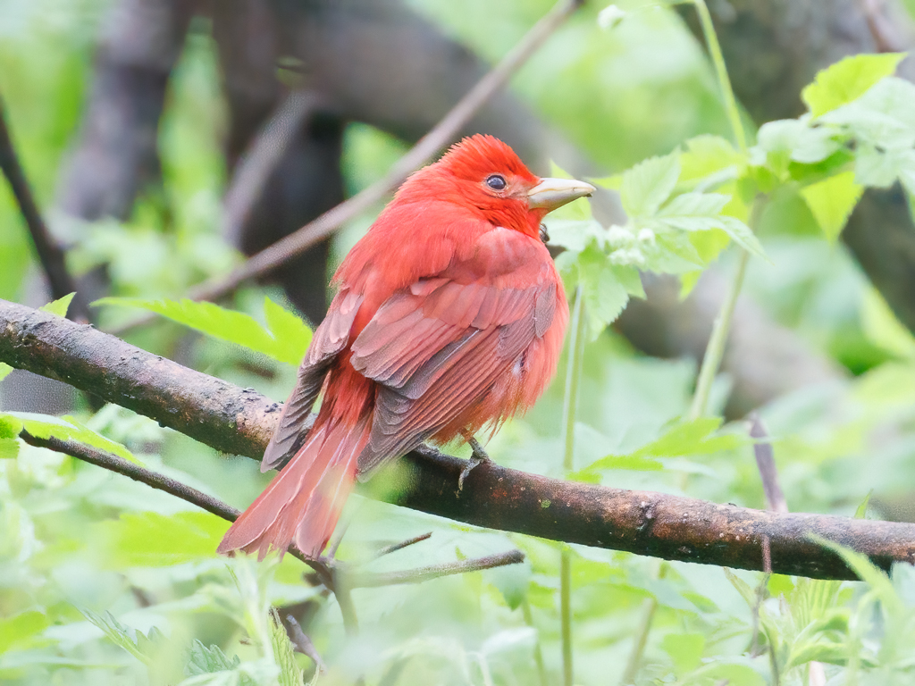  271 Summer Tanager 