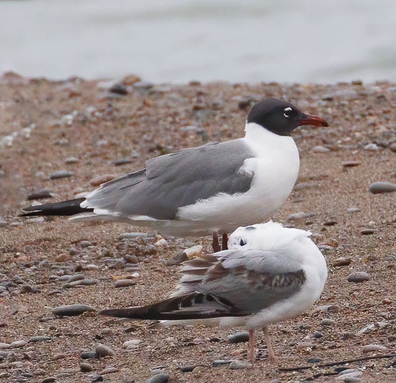  272 Laughing Gull 