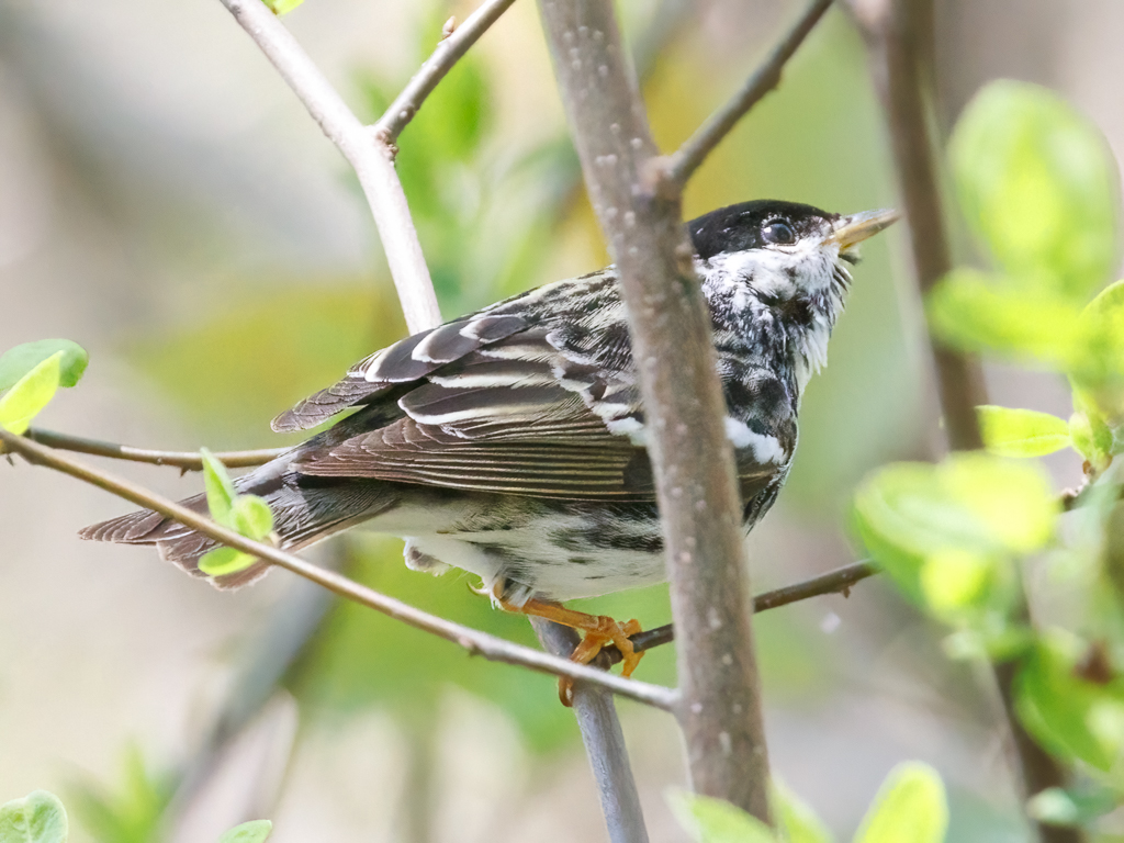  274 Blackpoll Warbler 