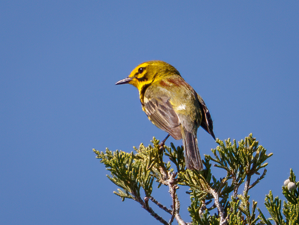  276 Prairie Warbler 