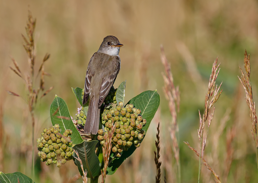  277 Willow Flycatcher 