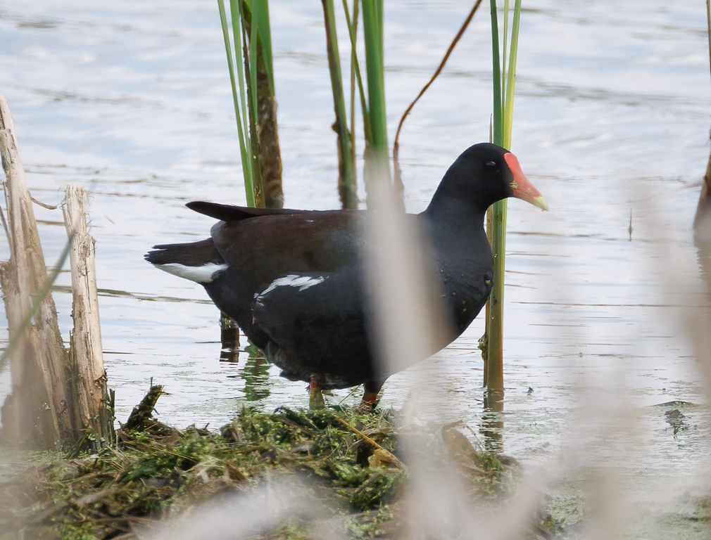  278 Common Gallinule 