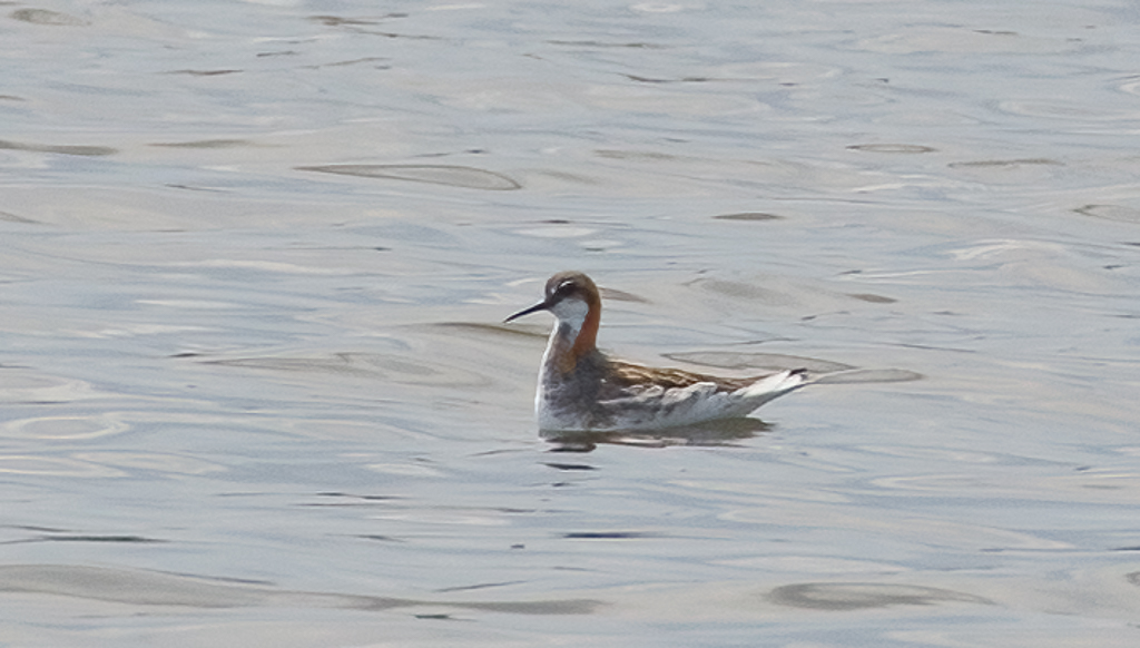  279- Red-necked Phalarope 